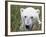 Polar Bear-null-Framed Photographic Print