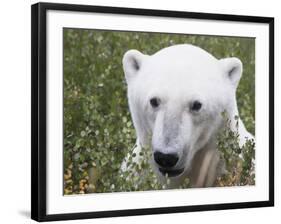 Polar Bear-null-Framed Photographic Print