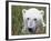 Polar Bear-null-Framed Photographic Print