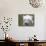 Polar Bear-null-Mounted Photographic Print displayed on a wall