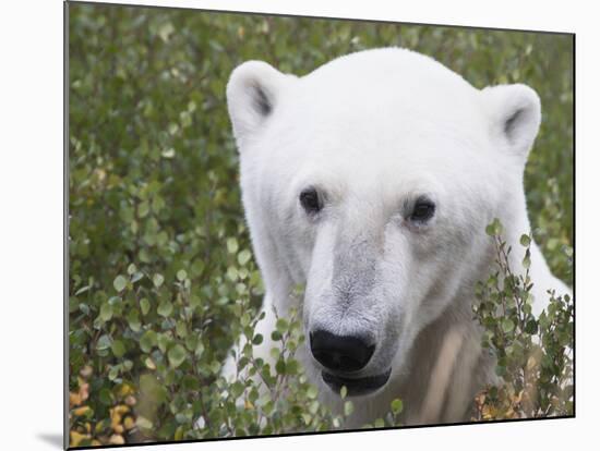 Polar Bear-null-Mounted Photographic Print