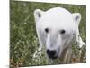 Polar Bear-null-Mounted Photographic Print