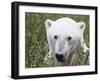 Polar Bear-null-Framed Photographic Print