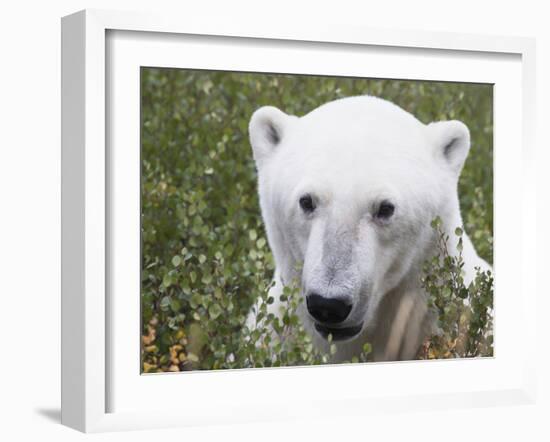 Polar Bear-null-Framed Photographic Print