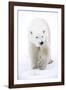 Polar Bear-null-Framed Photographic Print