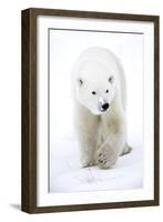 Polar Bear-null-Framed Photographic Print