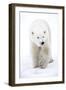 Polar Bear-null-Framed Photographic Print