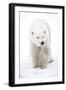 Polar Bear-null-Framed Photographic Print