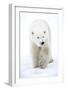 Polar Bear-null-Framed Photographic Print