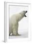 Polar Bear-null-Framed Photographic Print