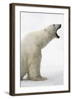 Polar Bear-null-Framed Photographic Print