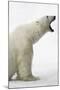 Polar Bear-null-Mounted Photographic Print