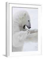 Polar Bear-null-Framed Photographic Print