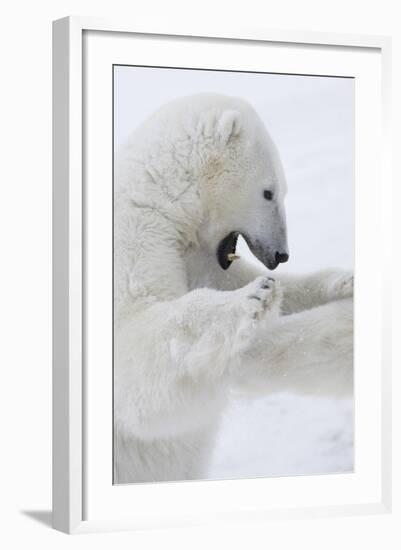 Polar Bear-null-Framed Photographic Print