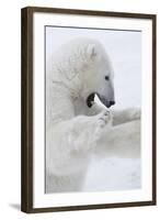 Polar Bear-null-Framed Photographic Print