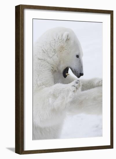 Polar Bear-null-Framed Photographic Print