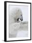 Polar Bear-null-Framed Photographic Print