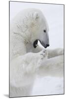 Polar Bear-null-Mounted Photographic Print