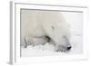 Polar Bear-null-Framed Photographic Print