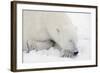 Polar Bear-null-Framed Photographic Print