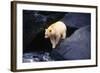 Polar Bear-null-Framed Photographic Print