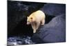 Polar Bear-null-Mounted Photographic Print