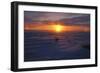 Polar Bear-null-Framed Photographic Print