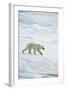 Polar Bear-null-Framed Photographic Print