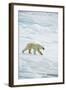 Polar Bear-null-Framed Photographic Print