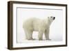 Polar Bear-null-Framed Photographic Print