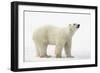 Polar Bear-null-Framed Photographic Print