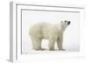 Polar Bear-null-Framed Photographic Print