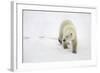 Polar Bear-null-Framed Photographic Print