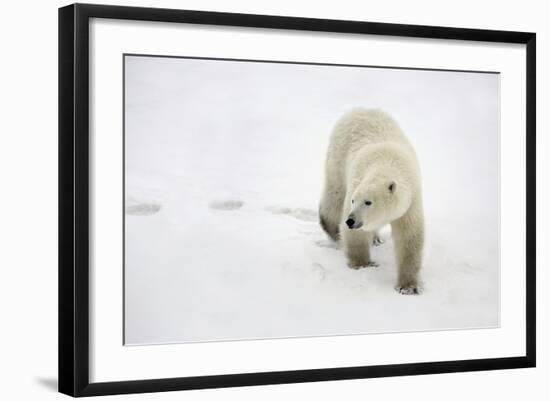 Polar Bear-null-Framed Photographic Print