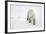 Polar Bear-null-Framed Photographic Print