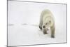 Polar Bear-null-Mounted Photographic Print