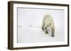 Polar Bear-null-Framed Photographic Print