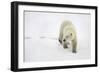 Polar Bear-null-Framed Photographic Print