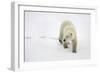 Polar Bear-null-Framed Photographic Print