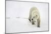 Polar Bear-null-Mounted Photographic Print