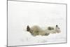 Polar Bear-null-Mounted Photographic Print