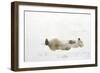 Polar Bear-null-Framed Photographic Print