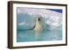 Polar Bear-null-Framed Photographic Print