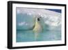 Polar Bear-null-Framed Photographic Print