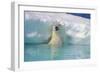 Polar Bear-null-Framed Photographic Print