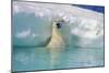 Polar Bear-null-Mounted Photographic Print