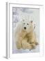 Polar Bear-null-Framed Photographic Print