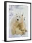 Polar Bear-null-Framed Photographic Print