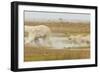 Polar Bear-null-Framed Photographic Print