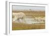 Polar Bear-null-Framed Photographic Print